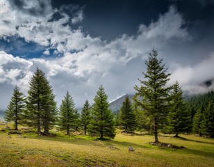 Fototapeta premium pine trees under cloudy sky
