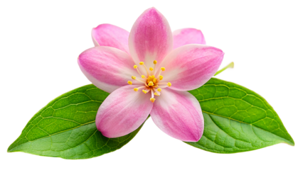 beautiful flower photo