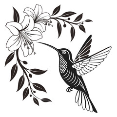 Hummingbird feeding on a lily flower, isolated on white background