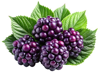 Fototapeta premium Dark purple berry clusters with vibrant green leaves on a black background isolated on a transparent background 1