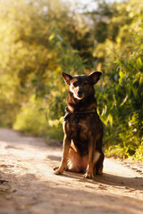 a mongrel taken in the early morning on the road with a backlight