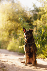 a mongrel taken in the early morning on the road with a backlight