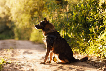 a mongrel taken in the early morning on the road with a backlight