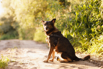 a mongrel taken in the early morning on the road with a backlight