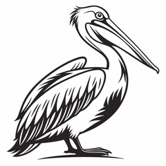 A pelican bird standing with its long beak