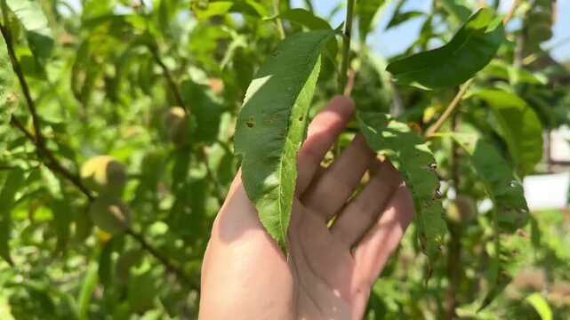 Garden peach disease clasteosporiosis. peach leaves with holes are infected with the disease