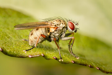 Common tiger fly standing at the edge of a leaf on a summer afternoon with blurred background