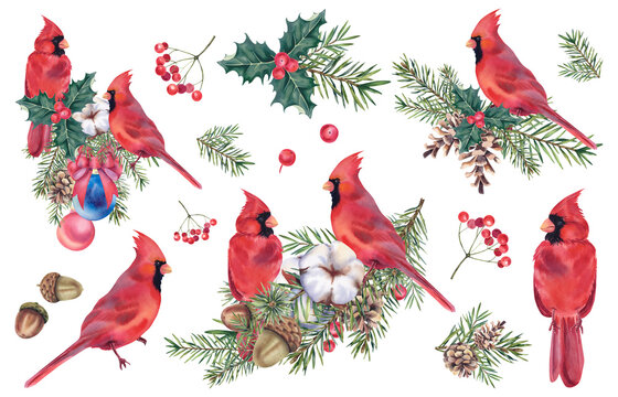 A set for Christmas and New Year made of cardinal birds, mistletoe berries, holly, fir branches and cones. A wreath of pine branches with a winter bird. Watercolor illustration hand painted