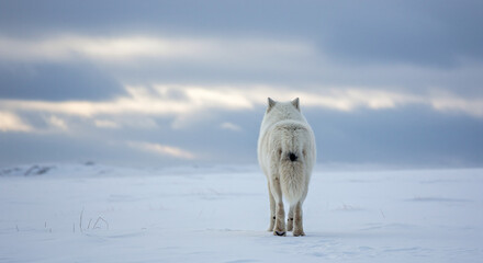 Arctic Wolf Standing in Snowy Winter Wilderness Landscape Outdoors
