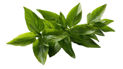 Obraz premium Fresh Green Basil Leaves Herb Isolated on Transparent Background Culinary Ingredient