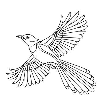 Clean line art illustration of a Kacer bird in flight, featuring its iconic long tail and wing spread, ideal for coloring or bird-themed artworks.