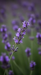 Close-up lavender blossom in field
