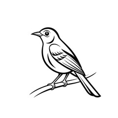 Fototapeta premium Realistic Sparrow in Profile – Clean Vector 