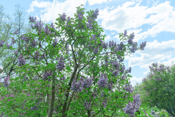 Lush blooming lilac bushes in a vibrant park under a clear blue sky. Springtime delight. Gorgeous purple lilac flowers creating a stunning floral display