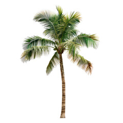 Isolated palm tree, vibrant green and light brown fronds