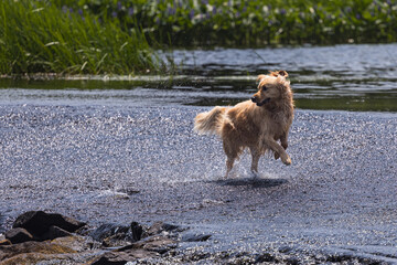 Young male golden retriever splashing in the water at the Benton Head Pond, NB, Canada, on a hot sunny summer day.