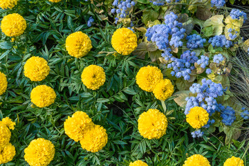 Yellow marigold flowers and blue ageratum in a vibrant garden scene. Bright yellow and blue flowers in a lush garden. A lively contrast of yellow and blue blooms amidst green foliage.