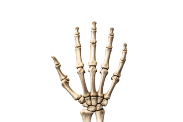 Hand skeleton bones displaying anatomical finger structure, isolated on a transparent background