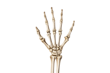 Hand skeleton bones demonstrating dorsal anatomical finger arrangement, isolated on a transparent background
