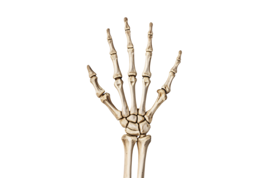 Hand skeleton bones demonstrating dorsal anatomical finger arrangement, isolated on a transparent background