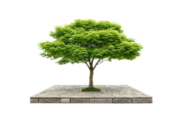 Large green tree with full canopy on platform, isolated on a transparent background
