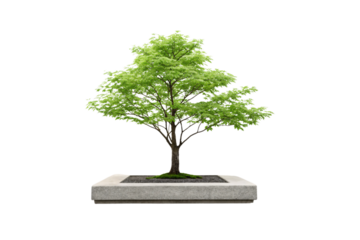 Mature green tree with wide canopy in planter, isolated on a transparent background