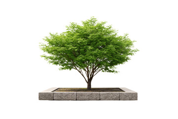 Green leafy tree with full canopy growing in rectangular stone planter box, isolated on a transparent background
