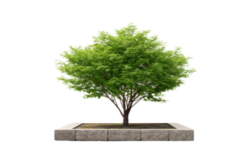 Green leafy tree with full canopy growing in rectangular stone planter box, isolated on a transparent background