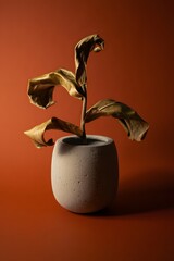 Dried fiddle leaf fig tree in concrete pot still life photography home decor aesthetic plant