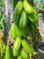 green papaya tree