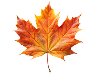 Obraz premium Vibrant orange and yellow maple leaf with detailed veins and stem isolated on a transparent background