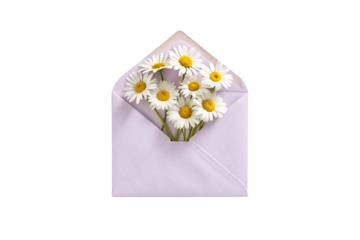 Lavender purple envelope opened with white daisy flowers cascading out beautifully, romantic spring themed composition, isolated on a transparent background