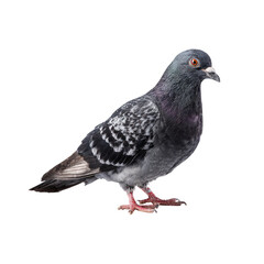 Fototapeta premium Gray pigeon, side profile, against black background