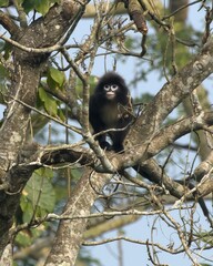 Phayre's leaf monkey (Trachypithecus phayrei), also known as Phayre's langur, is a species of Old World monkey at Dosdewa, Karimganj, Assam, India