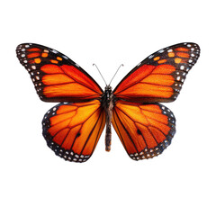 Fototapeta premium Close-up Monarch butterfly, vibrant orange wings, black outlines, dotted patterns