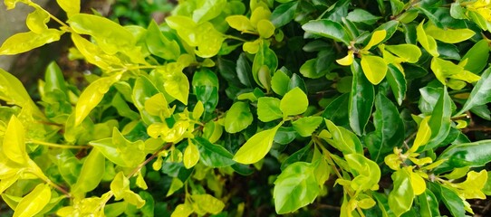 Close up of green and yellow leaves in a garden setting