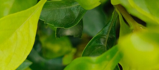 Close up of green leaves with a blurred background view