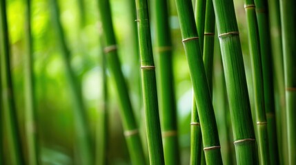 Fototapeta premium Close-up of tall lush green bamboo stalks in a dense forest setting with vibrant foliage.
