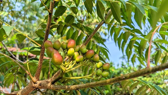 Close-up of fresh curry tree fruits growing in clusters on a branch, with green leaves and soft sunlight in the background