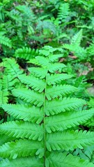Green ferns growing wild in the garden. Green leaves background