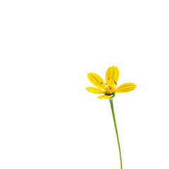 A single yellow flower with a delicate bloom stands tall against a black background in this close-up photograph.