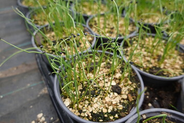 Young onion seedlings growing in pots at plant nursery