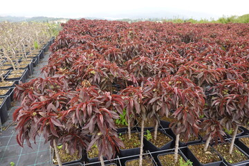 Rows of potted red-leaved peach trees growing in plant nursery