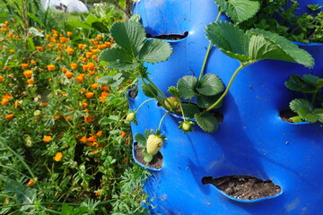 Strawberry plants growing in blue vertical garden with orange flowers in background