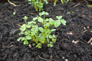 Oca plant growing in dark soil after rain