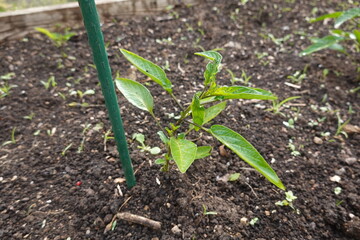 Pepino dulce seedling growing in vegetable garden supported by green plastic stake