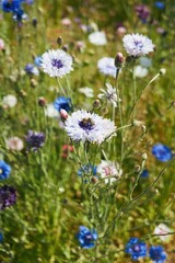 Field of flowers with a few purple flowers in the foreground. Vertical background. Wallpapers phone.