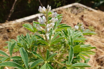 White lupine growing in garden with mulch