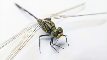 Close-up macro photo of a dragonfly on a white background. Ideal for educational, scientific, or nature-themed visuals