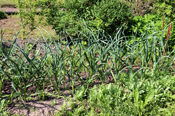A bed of green onions in a vegetable garden on a sunny summer day against a background of a honeysuckle bush. Growing vegetables - horizontal photo, close-up